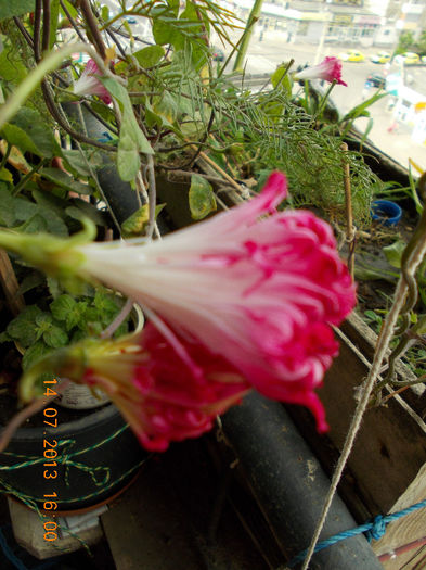 15 iulie 2013-flori 075