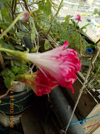 15 iulie 2013-flori 077
