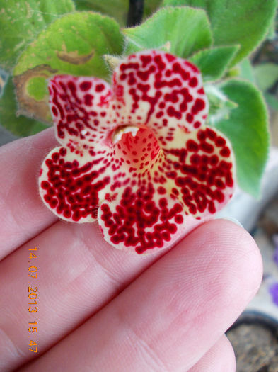 k.bibi - iulie 2013-flori