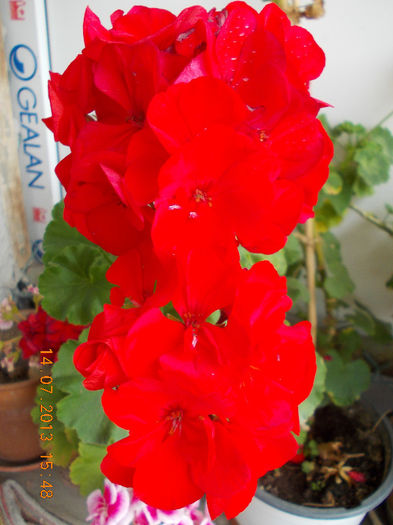 15 iulie 2013-flori 005 - iulie 2013-flori