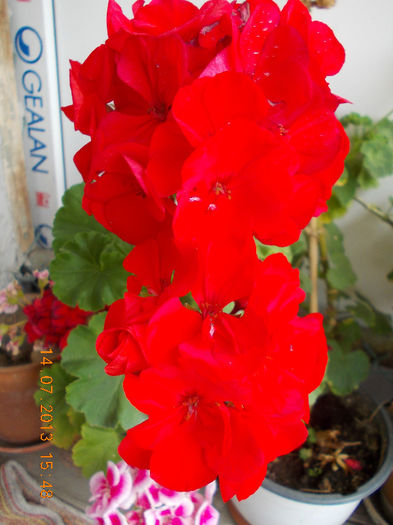 muscata corai - iulie 2013-flori