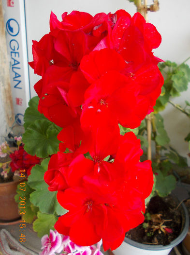 15 iulie 2013-flori 007 - iulie 2013-flori