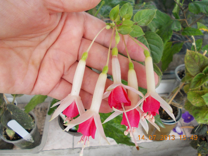 15 iulie 2013-flori 014 - iulie 2013-flori