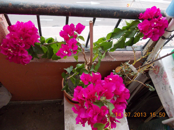 bougainvillea - iulie 2013-flori