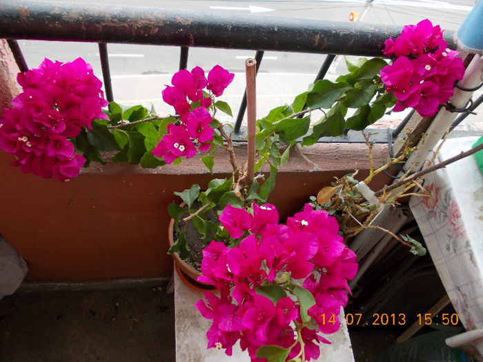 15 iulie 2013-flori 019 - iulie 2013-flori