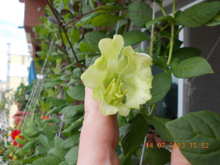 15 iulie 2013-flori 026 - iulie 2013-flori