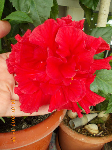 15 iulie 2013-flori 042 - iulie 2013-flori