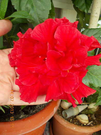 hibi rosu batut - iulie 2013-flori