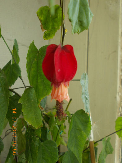 15 iulie 2013-flori 054 - iulie 2013-flori