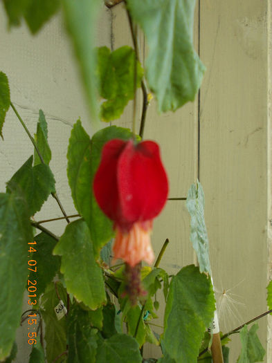 abuti megapotamicum - iulie 2013-flori