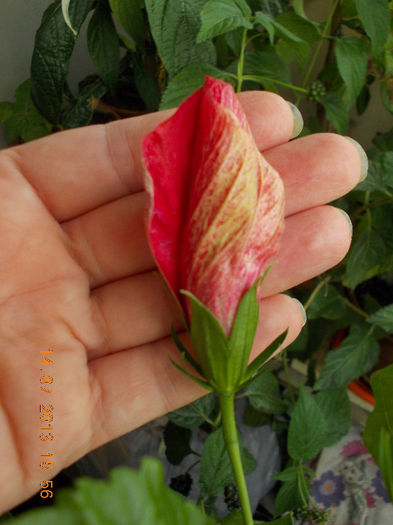 hibi ciclam simplu - iulie 2013-flori