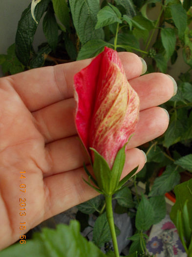 15 iulie 2013-flori 062 - iulie 2013-flori