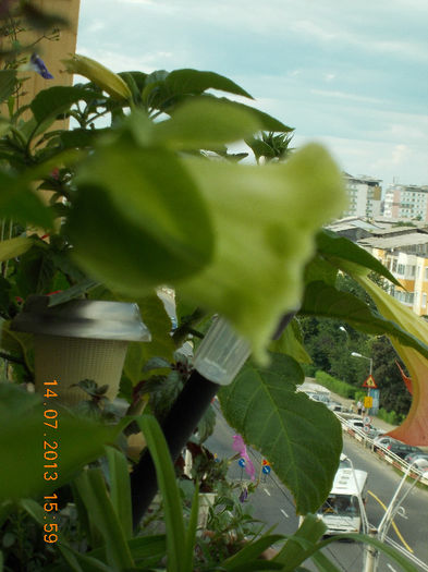 cobaea alba - iulie 2013-flori