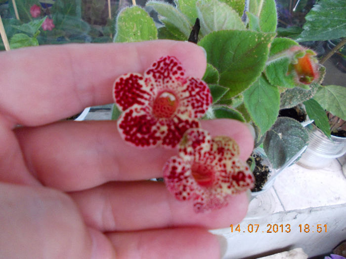 15 iulie 2013-flori 090 - iulie 2013-flori