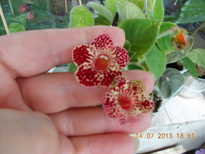 15 iulie 2013-flori 091 - iulie 2013-flori