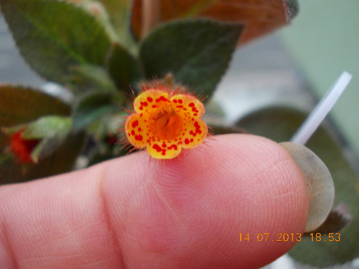 15 iulie 2013-flori 096 - iulie 2013-flori