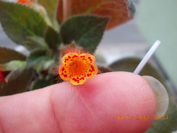 15 iulie 2013-flori 098 - iulie 2013-flori