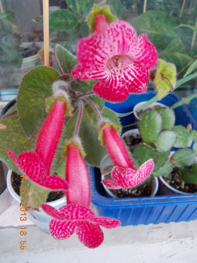 k. no name - iulie 2013-flori