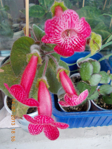 15 iulie 2013-flori 107 - iulie 2013-flori