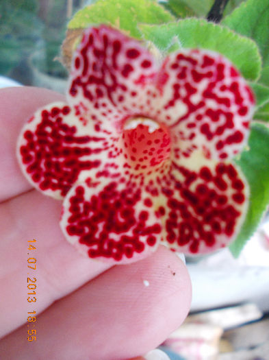 15 iulie 2013-flori 110 - iulie 2013-flori