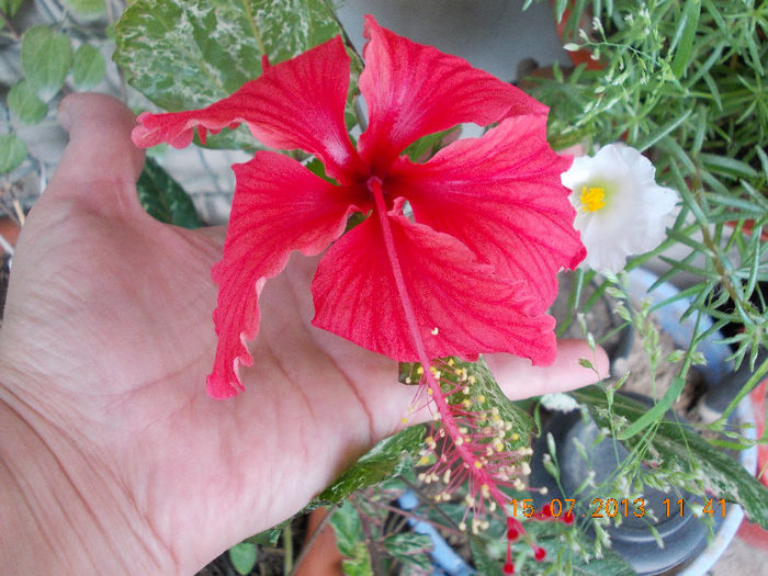 15 iulie 2013-flori 149 - iulie 2013-flori