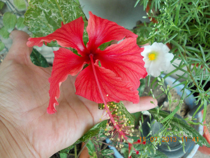 hibi surinam - iulie 2013-flori