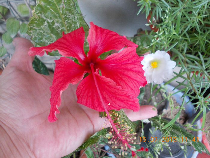 15 iulie 2013-flori 151 - iulie 2013-flori