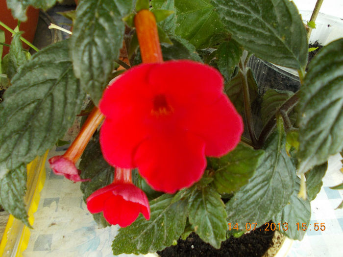 15 iulie 2013-flori 050 - iulie 2013-flori