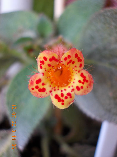 15 iulie 2013-flori 129 - iulie 2013-flori