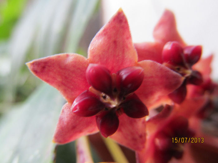 IMG_0401 - HOYA-2013