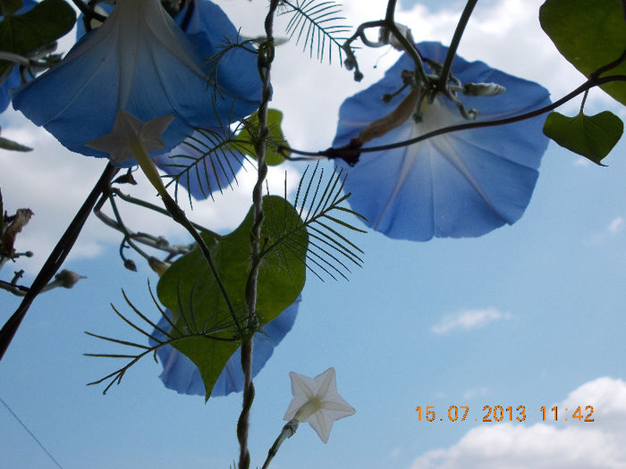 15 iulie 2013-flori 156 - iulie 2013-flori