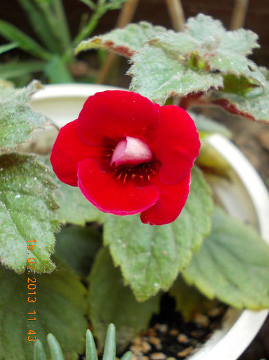 a.petit fadette - iulie 2013-flori