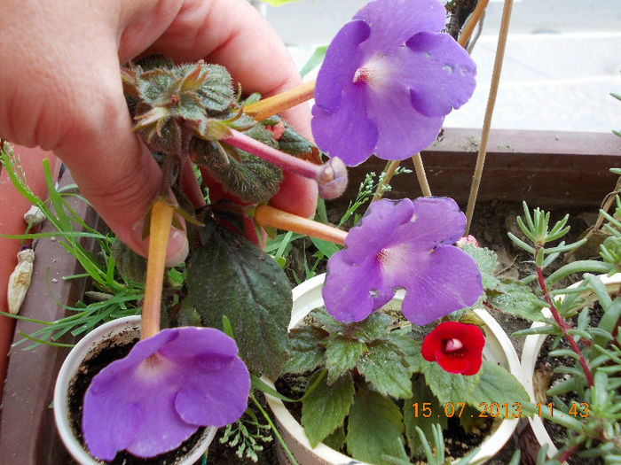 15 iulie 2013-flori 165 - iulie 2013-flori