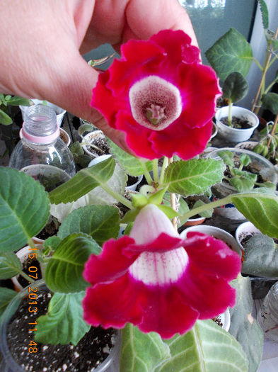 gloxi rosu cu mijloc alb - iulie 2013-flori