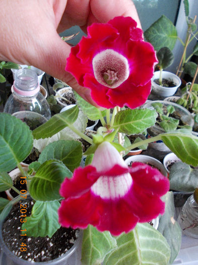 15 iulie 2013-flori 182 - iulie 2013-flori