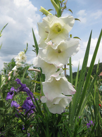 IMG_2782 - gladiole