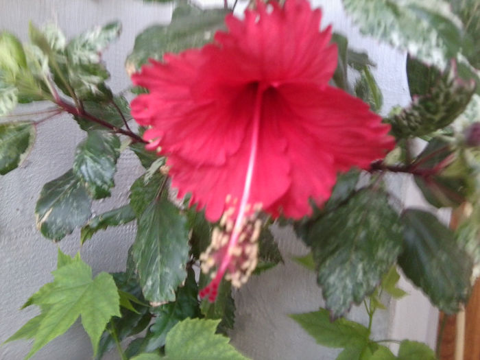 Fotografie4294 - hibiscusi 2013-2