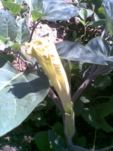 Datura - Vara 2013