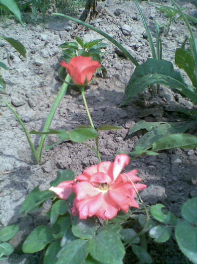 Imag075 - Copy - Vara 2013