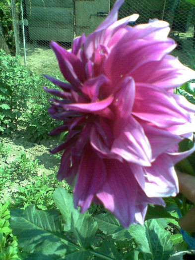 Dalie mov deschis - Vara 2013