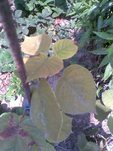 Kiwi...sufera nu mai creste deloc