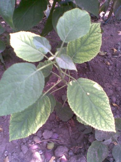 Hortensia  alba - Vara 2013