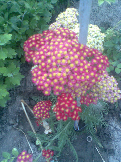 Coada soricelului rosie - Vara 2013