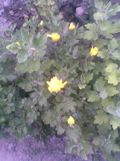 Tufanica galbena de  vara, deja  a inflorit