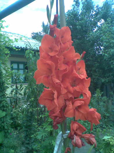 Imag175 - Copy - Vara 2013