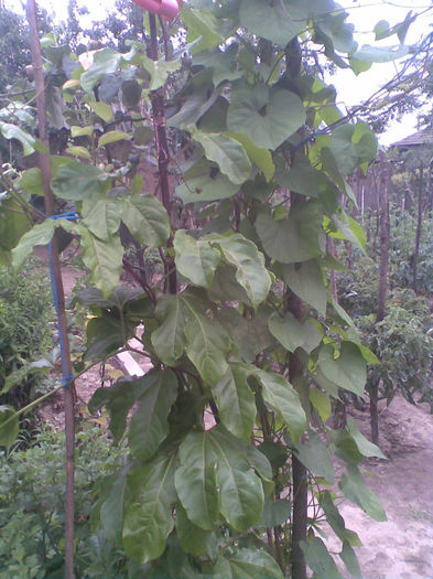 Passiflora - Vara 2013