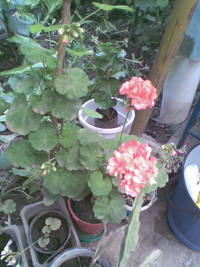 Muscata zonala roz batuta - Vara 2013