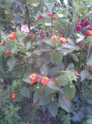 Lantana