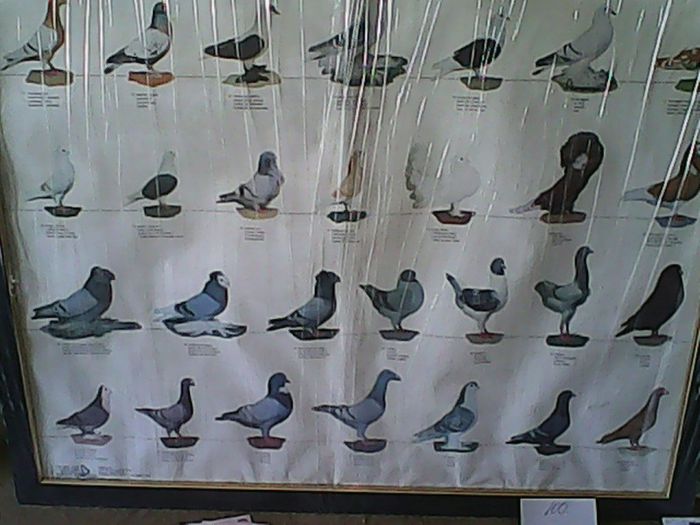 PIGEONS