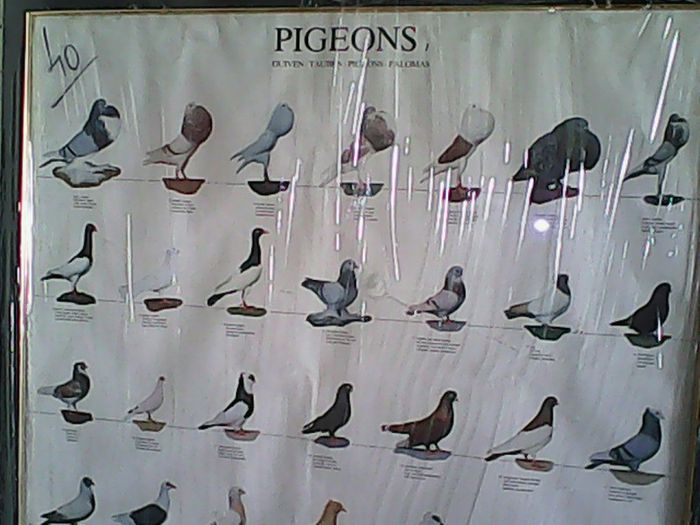pegos - Niste mici tablouri cu Porumbei